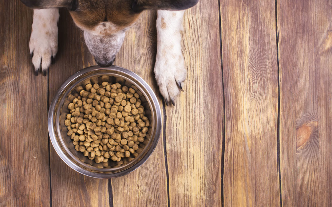 What Are You Feeding Your Pet?